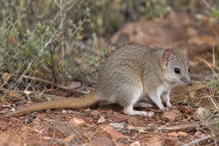 Image of a Woolley's Pseudantechinus in its natural habitat