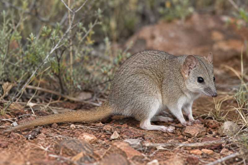 Image of a Woolley's Pseudantechinus in its natural habitat