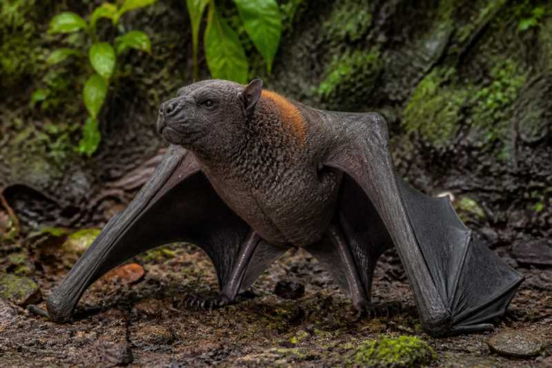 Image of a Wroughton's Giant Mastiff Bat in its natural habitat