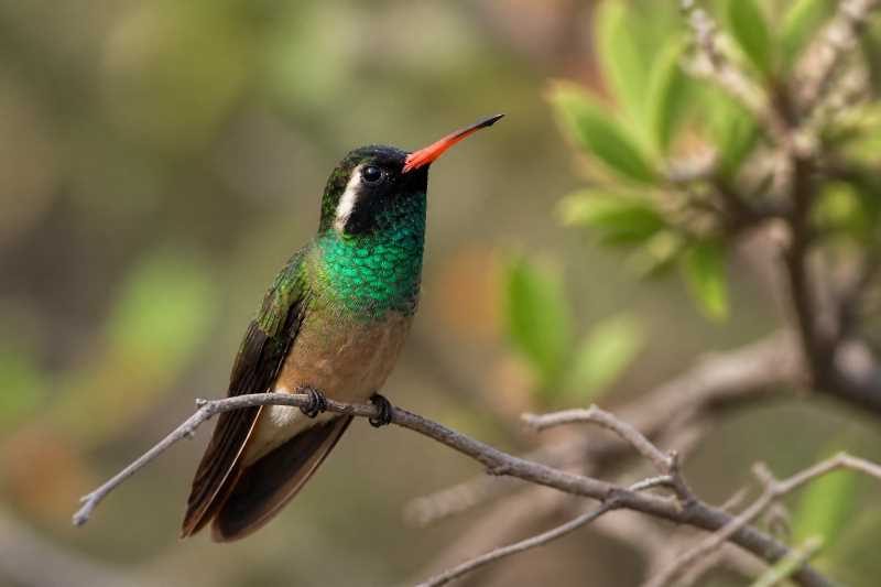 Image of a Xantus's Hummingbird in its natural habitat