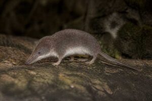 Image of a Yankari White-toothed Shrew in its natural habitat