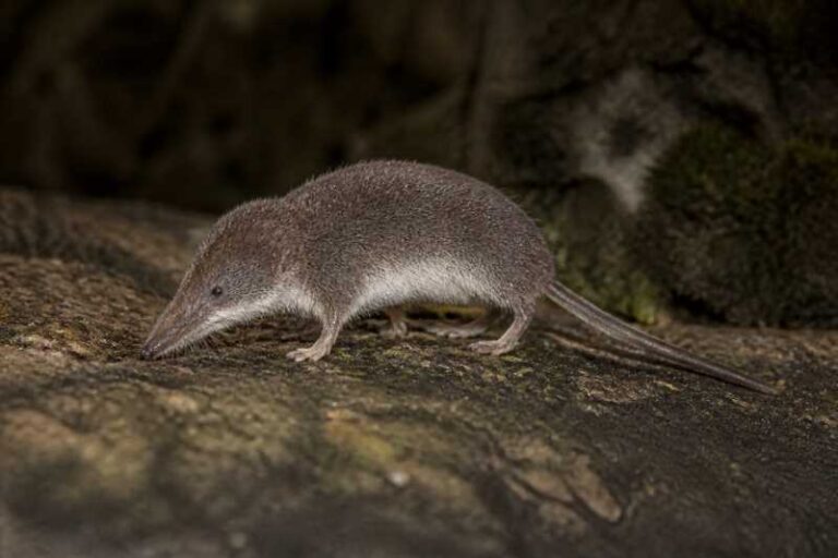 Image of a Yankari White-toothed Shrew in its natural habitat