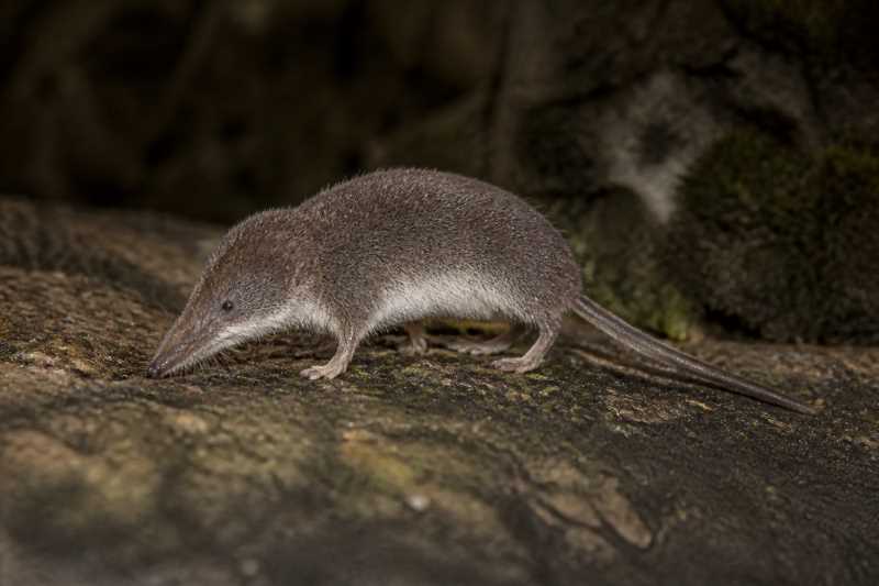 Image of a Yankari White-toothed Shrew in its natural habitat
