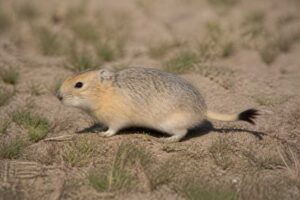 Image of a Yellow Steppe Lemming in its natural habitat