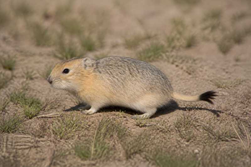 Image of a Yellow Steppe Lemming in its natural habitat