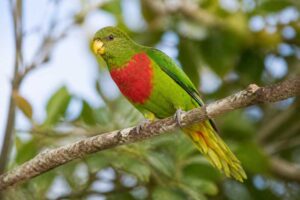 Image of a Yellow-billed Lorikeet in its natural habitat