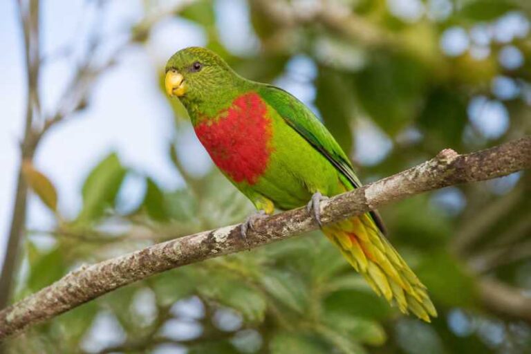 Image of a Yellow-billed Lorikeet in its natural habitat