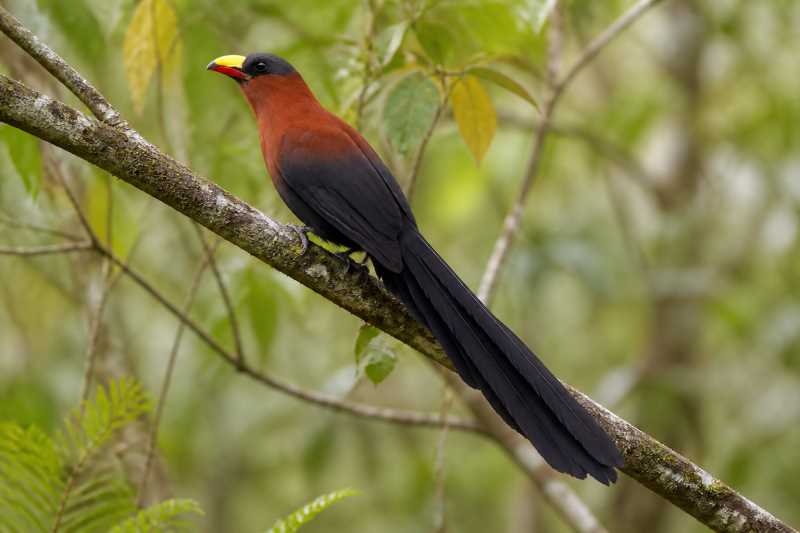Image of a Yellow-billed Malkoha in its natural habitat