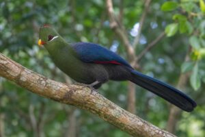 Image of a Yellow-billed Turaco in its natural habitat