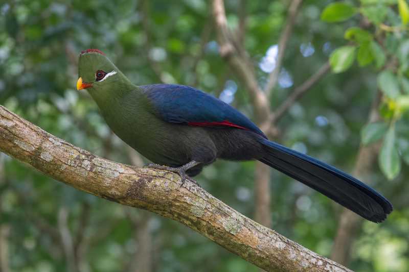 Image of a Yellow-billed Turaco in its natural habitat