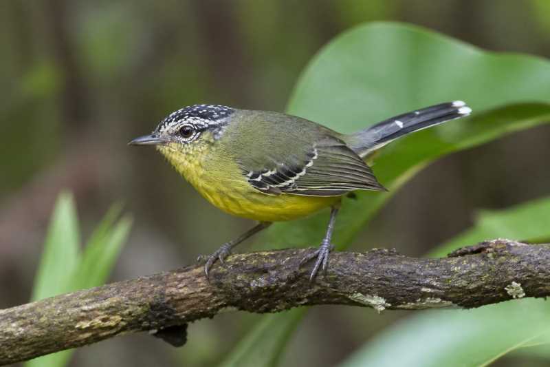 Image of a Yellow-breasted Antwren in its natural habitat