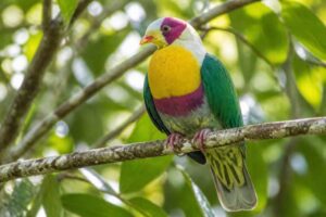 Image of a Yellow-breasted Fruit Dove in its natural habitat