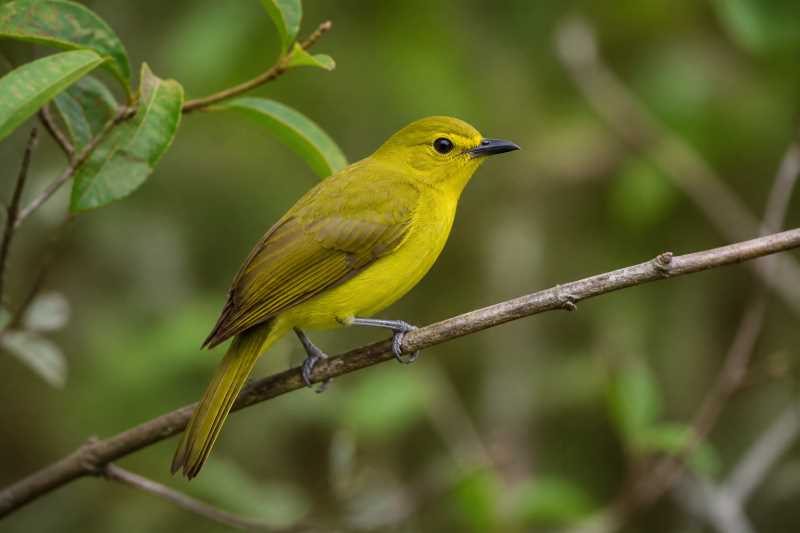 Image of a Yellow-browed Bulbul in its natural habitat