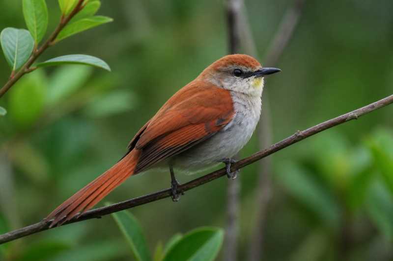 Image of a Yellow-chinned Spinetail in its natural habitat