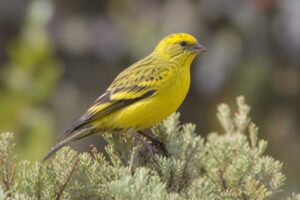 Image of a Yellow-crowned Canary in its natural habitat