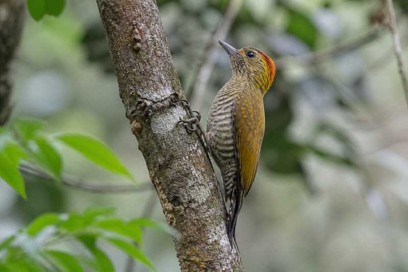 Image of a Yellow-eared Woodpecker in its natural habitat