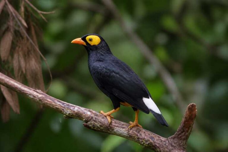 Image of a Yellow-faced Myna in its natural habitat