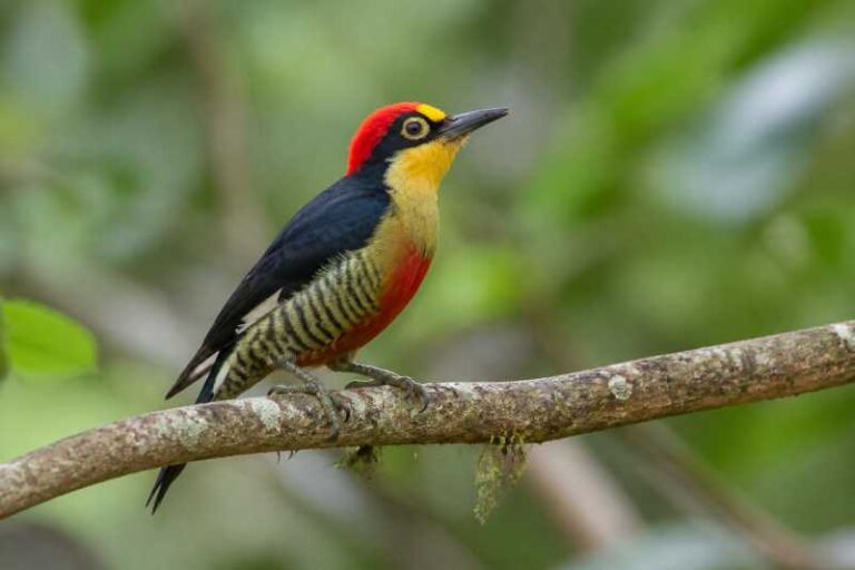 Image of a Yellow-fronted Woodpecker in its natural habitat