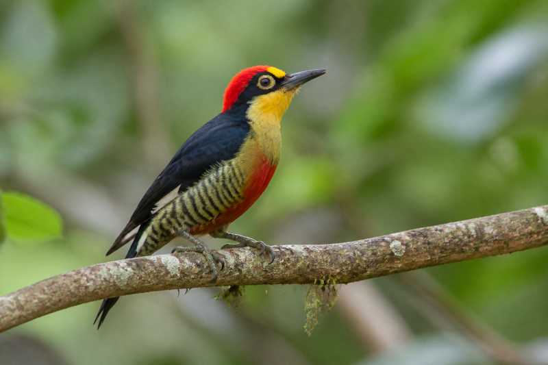 Image of a Yellow-fronted Woodpecker in its natural habitat