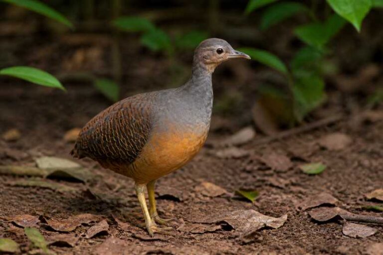 Image of a Yellow-legged Tinamou in its natural habitat