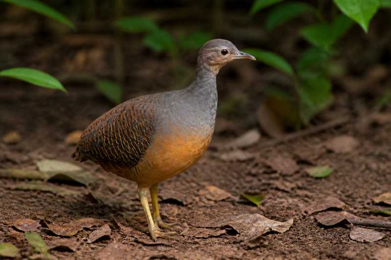 Image of a Yellow-legged Tinamou in its natural habitat