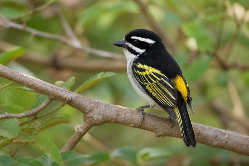 Image of a Yellow-rumped Tinkerbird in its natural habitat