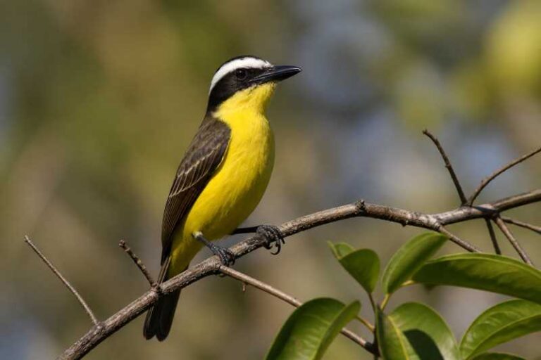 Image of a Yellow-throated Flycatcher in its natural habitat