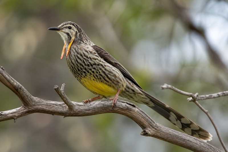 Image of a Yellow Wattlebird in its natural habitat