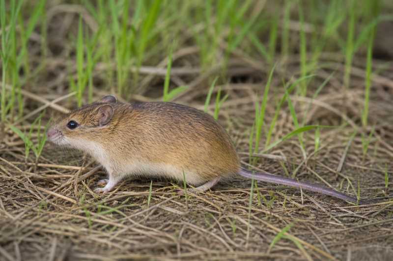 Image of a Yellowish Rice Rat in its natural habitat