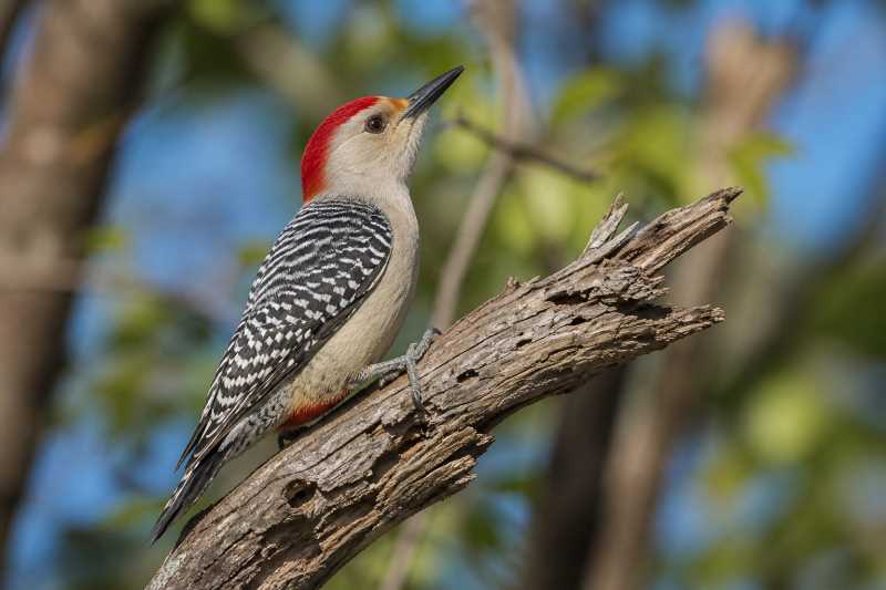 Image of a Yucatan Woodpecker in its natural habitat