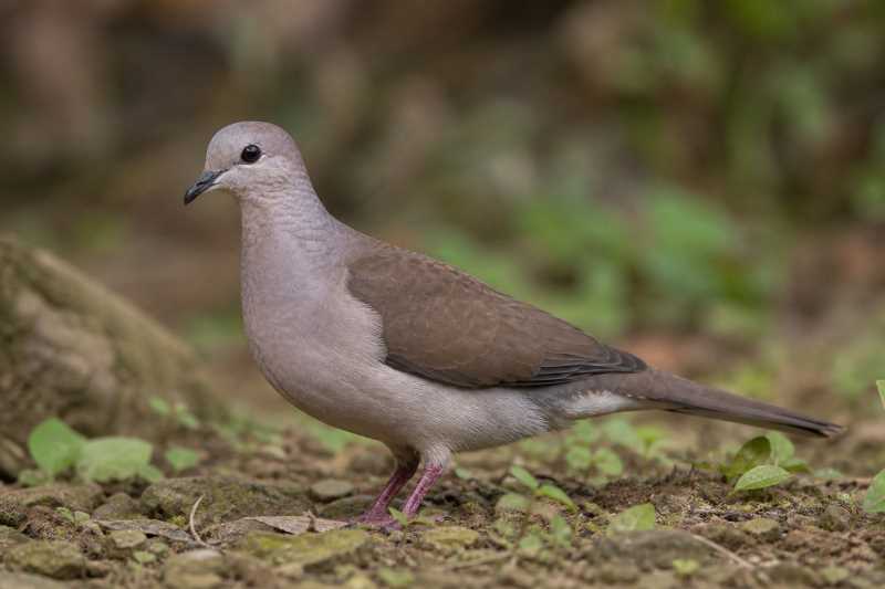 Image of a Yungas Dove in its natural habitat