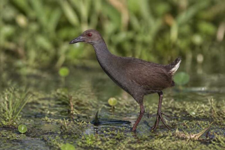 Image of a Zapata Rail in its natural habitat