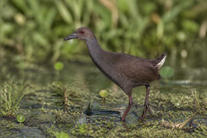 Image of a Zapata Rail in its natural habitat