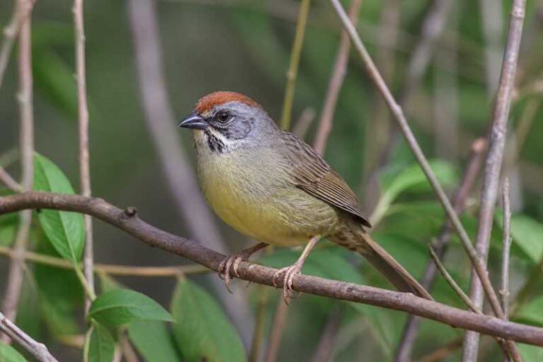 Image of a Zapata Sparrow in its natural habitat