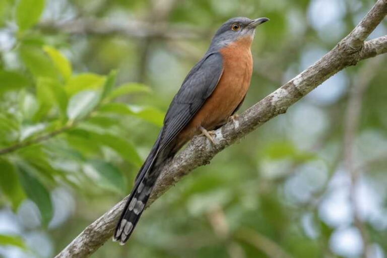 Image of a Bay-breasted Cuckoo in its natural habitat