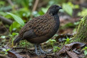 Image of a Black-breasted Wood Quail in its natural habitat