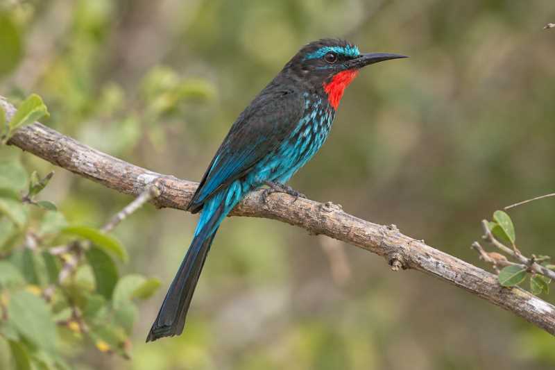Image of a Black Bee-eater in its natural habitat