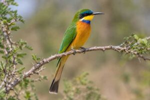 Image of a Blue-breasted Bee-eater in its natural habitat