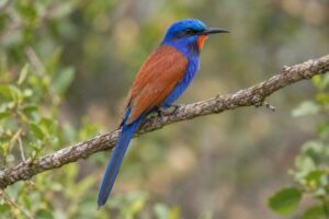 Image of a Blue-headed Bee-eater in its natural habitat