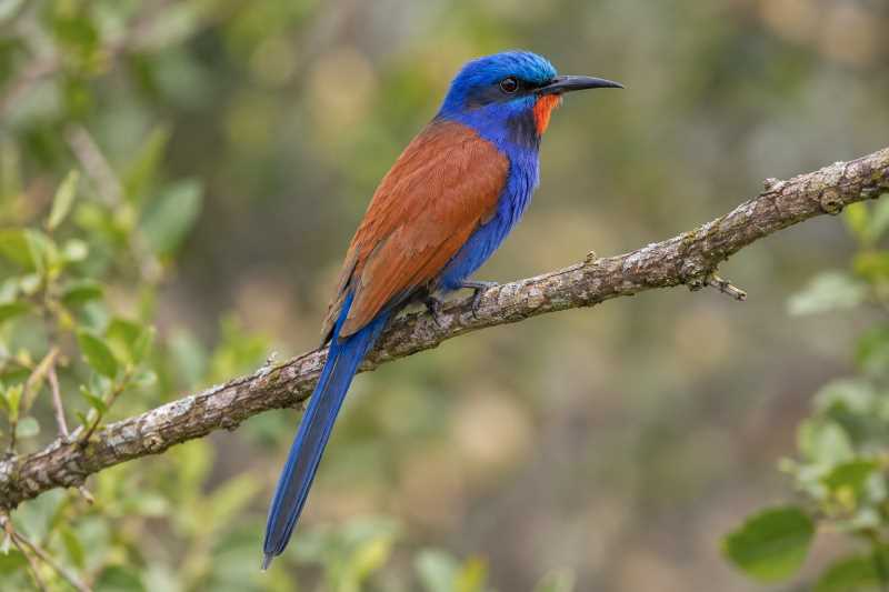 Image of a Blue-headed Bee-eater in its natural habitat