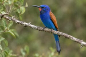 Image of a Blue-moustached Bee-eater in its natural habitat
