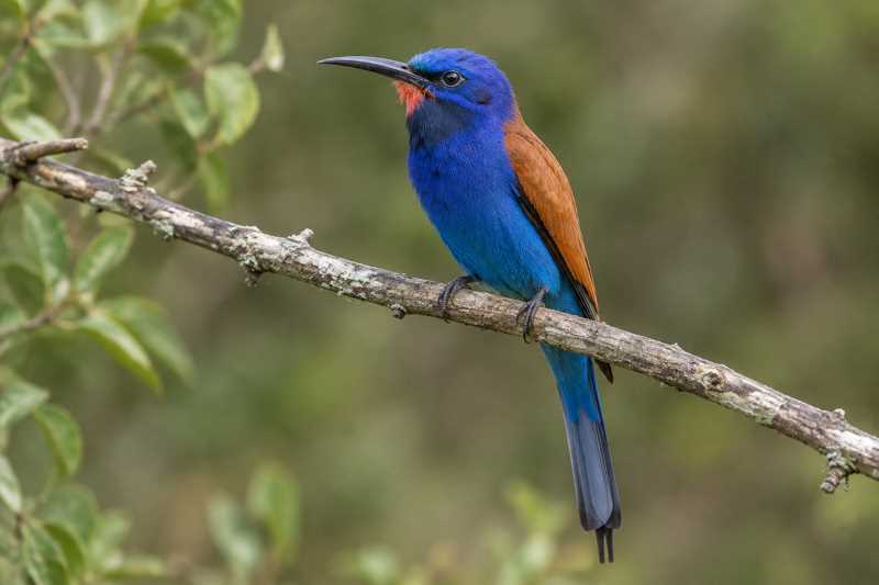 Image of a Blue-moustached Bee-eater in its natural habitat