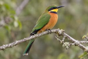 Image of a Cinnamon-chested Bee-eater in its natural habitat