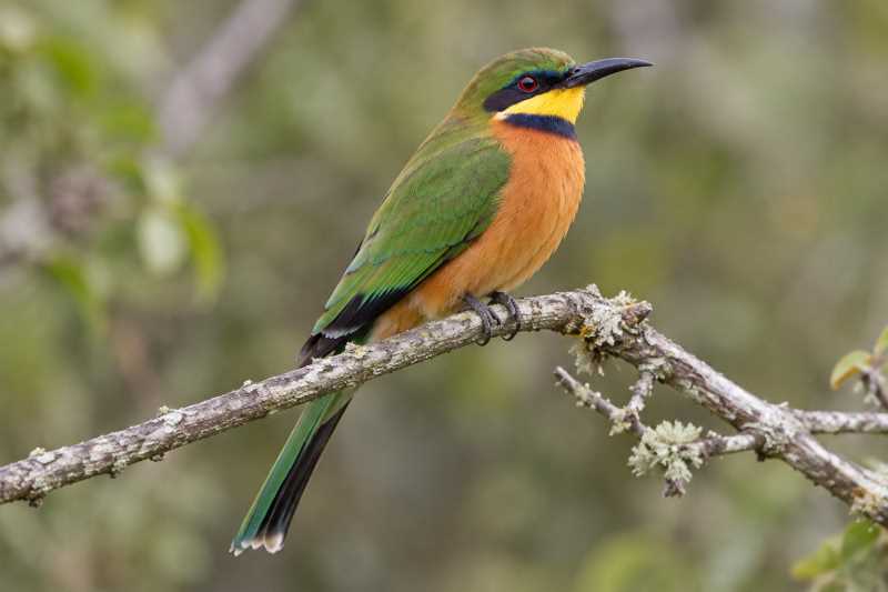 Image of a Cinnamon-chested Bee-eater in its natural habitat