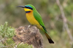 Image of a Ethiopian Bee-eater in its natural habitat