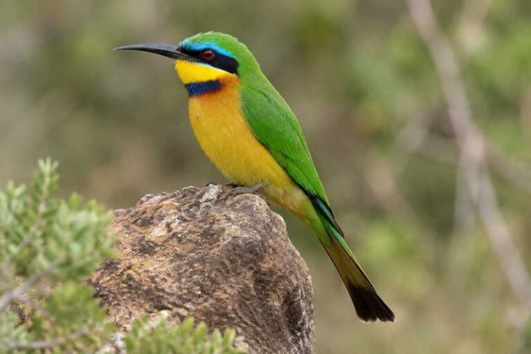Image of a Ethiopian Bee-eater in its natural habitat
