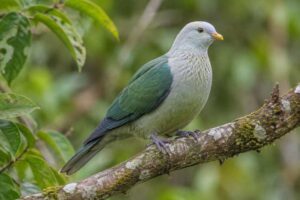 Image of a Grey-green Fruit Dove in its natural habitat