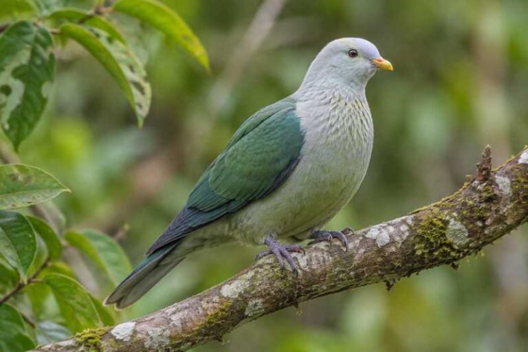 Image of a Grey-green Fruit Dove in its natural habitat