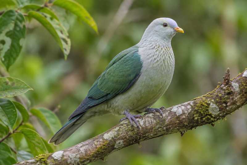 Image of a Grey-green Fruit Dove in its natural habitat
