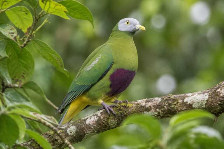 Image of a Grey-headed Fruit Dove in its natural habitat